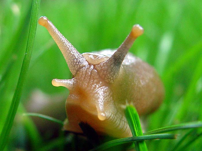 banana slug